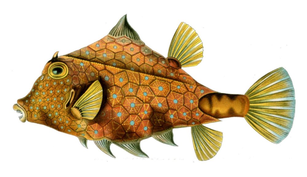 Необычные рыбки