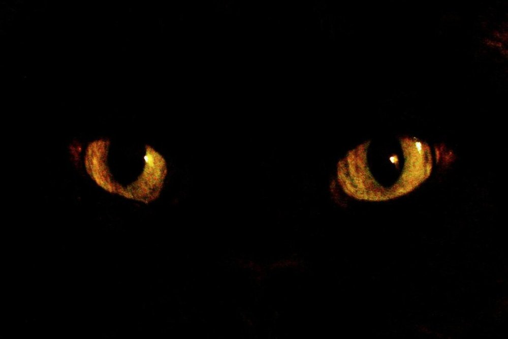 Красные глаза в темноте
