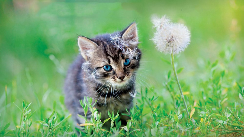 Кошки маленькие