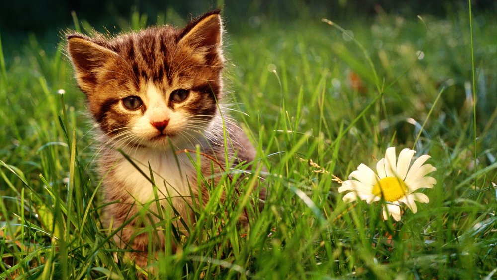 Обои с котятами