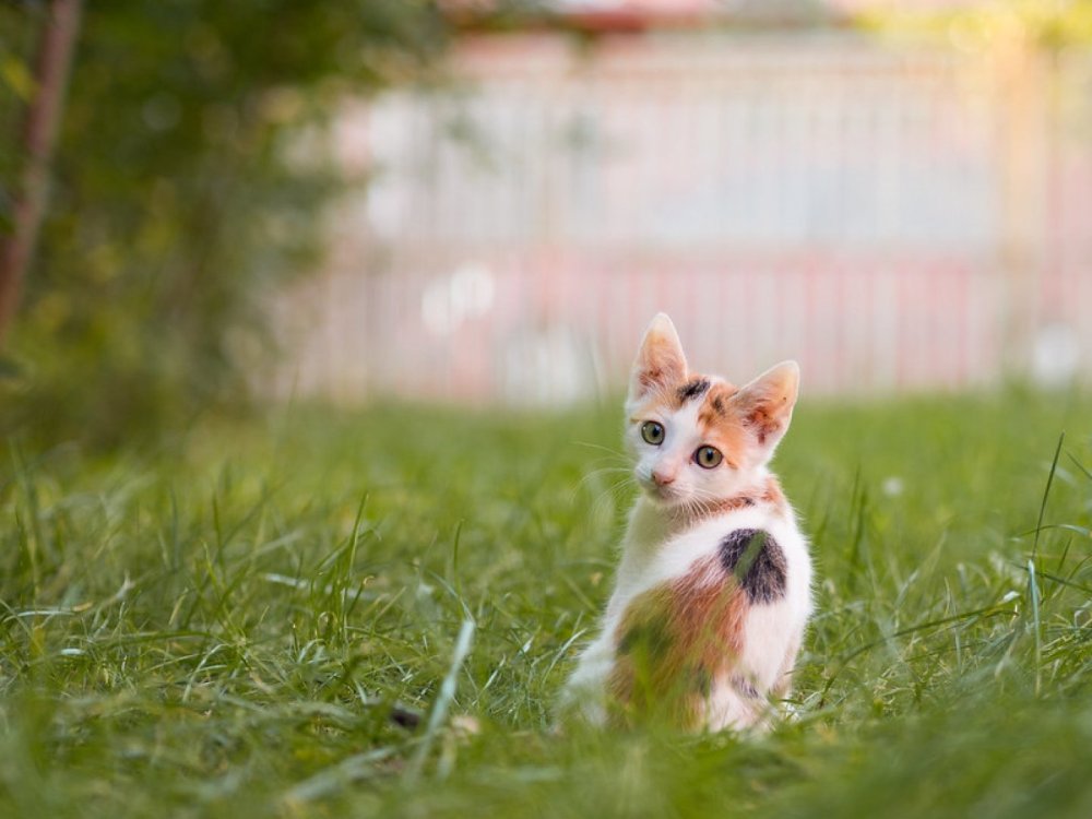 Красивые котята на природе