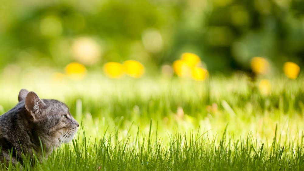 Фон животные