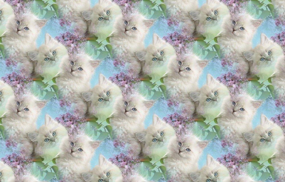 Красивый фон с котиками
