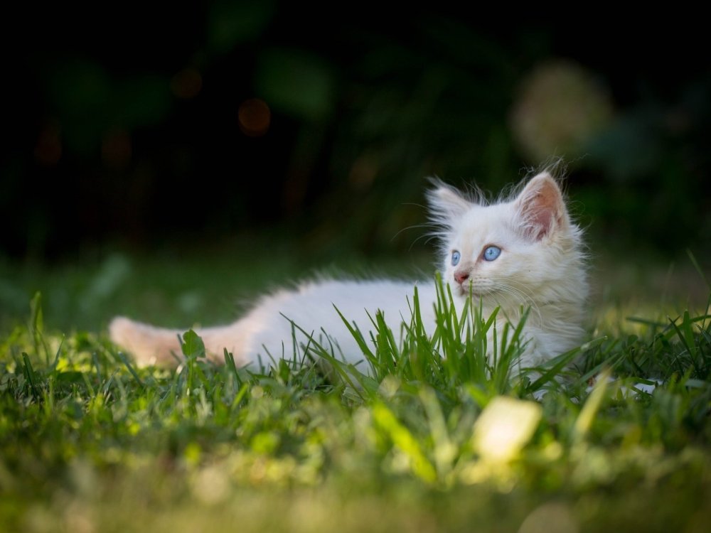 Белая кошка на природе
