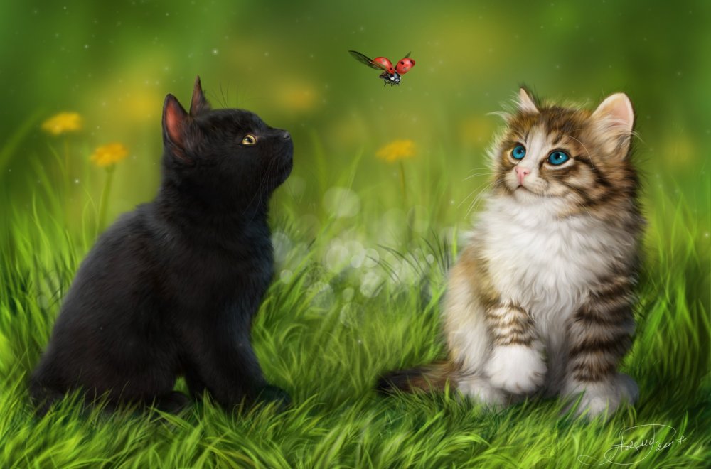 Заставка котики