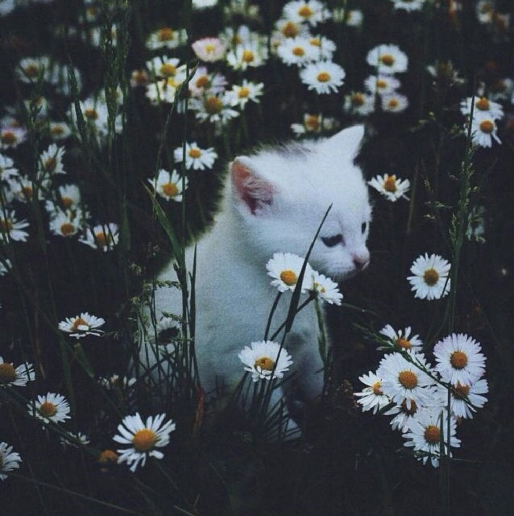 Котики Эстетика