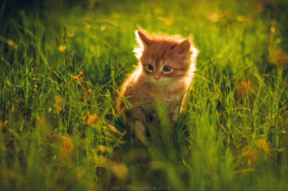 Котёнок и солнышко
