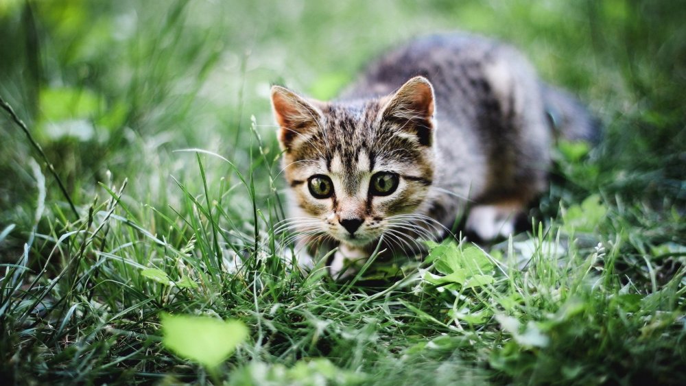 Трава для кошек