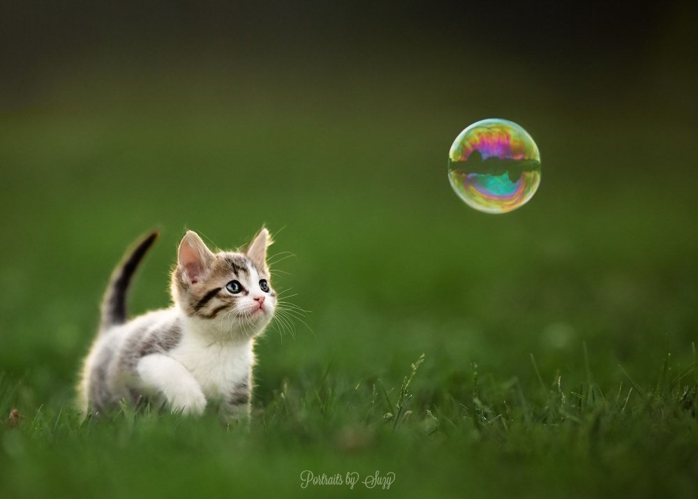 Котенок и мыльные пузыри