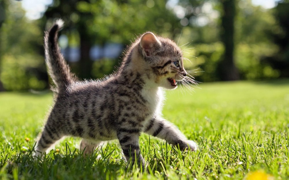 Милые котята