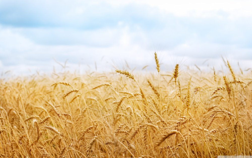 Фон хлебное поле
