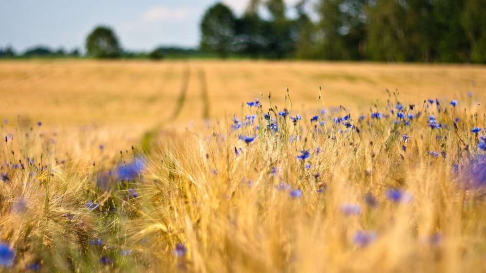 Прокудин-Горский васильки во ржи