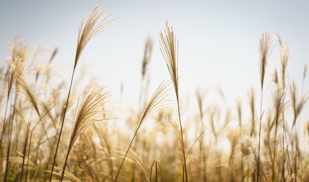 Твардовский рожь рожь дорога Полевая