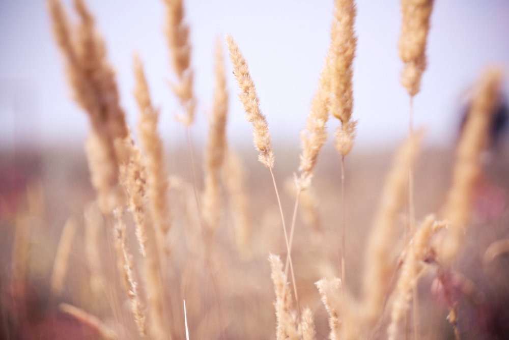 Пшеница Эстетика