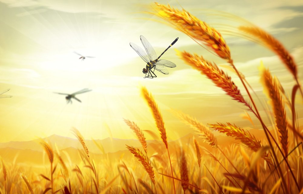 Поле пшеницы