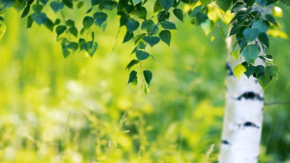 Березовый фон