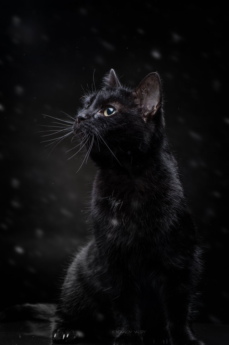 Черные коты