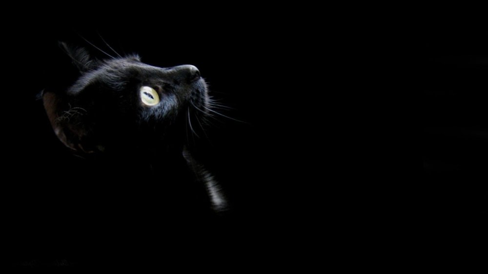 Кошка на черном фоне