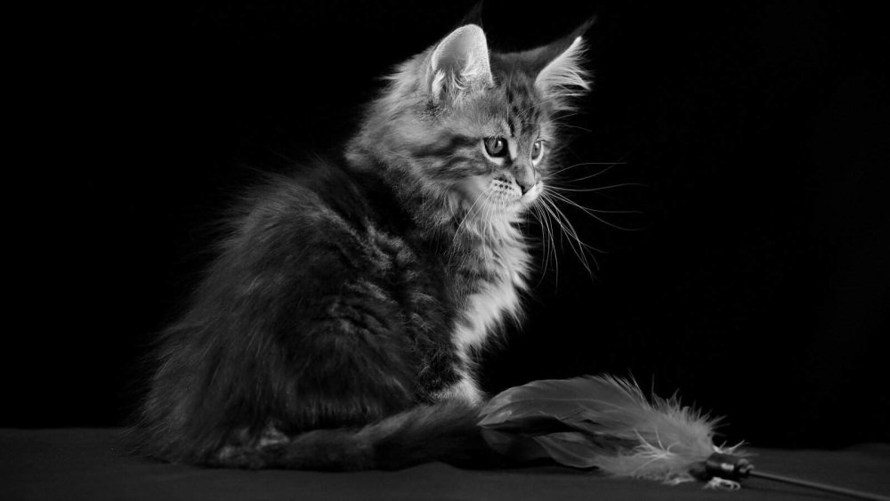 Котенок на черном фоне