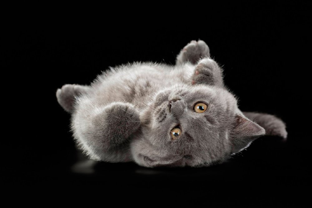 Милые котики серые