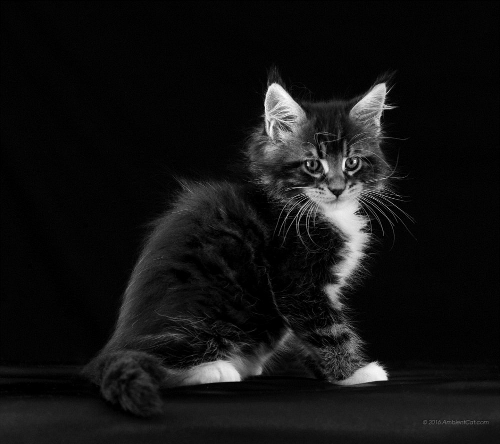 Кот на темном фоне