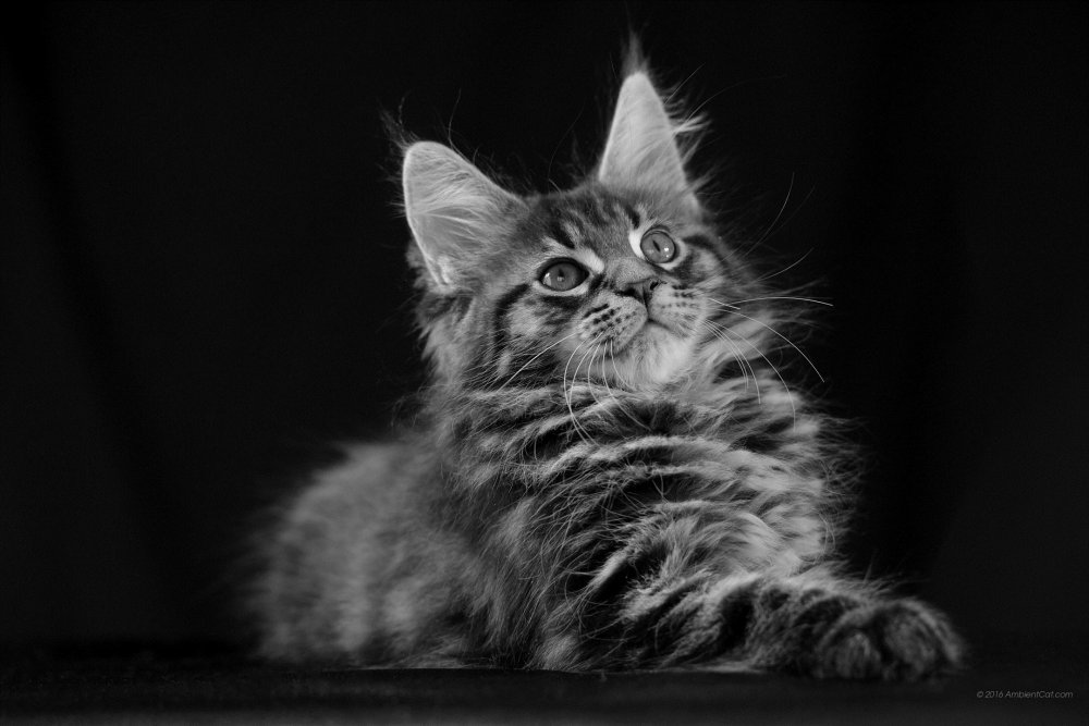 Игривый котенок на черном фоне