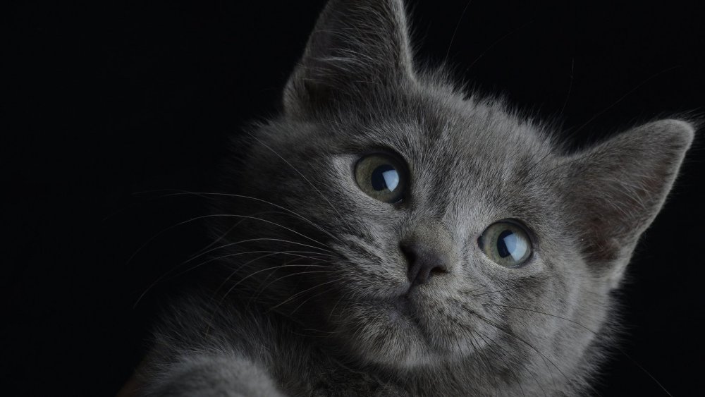 Стихотворение про котенка