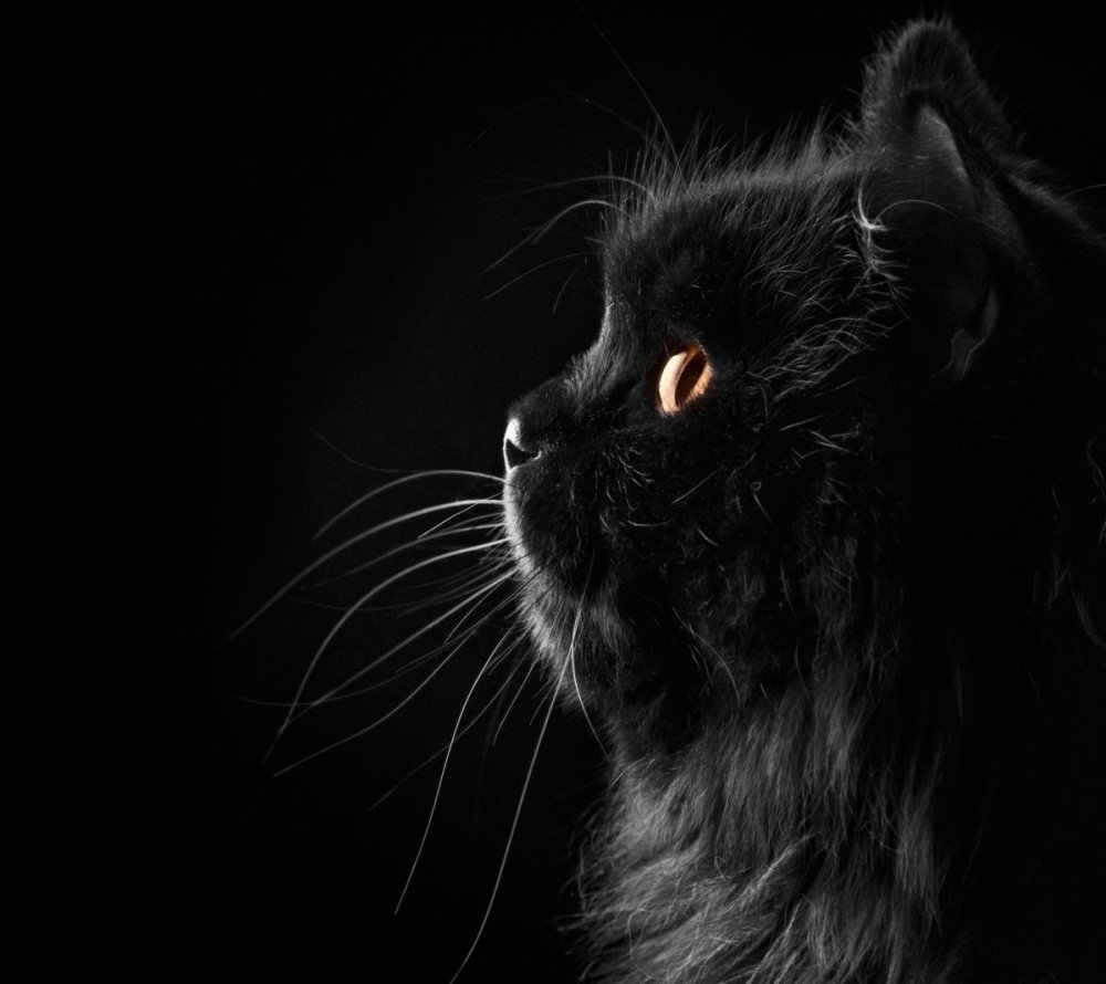 Черное на черном