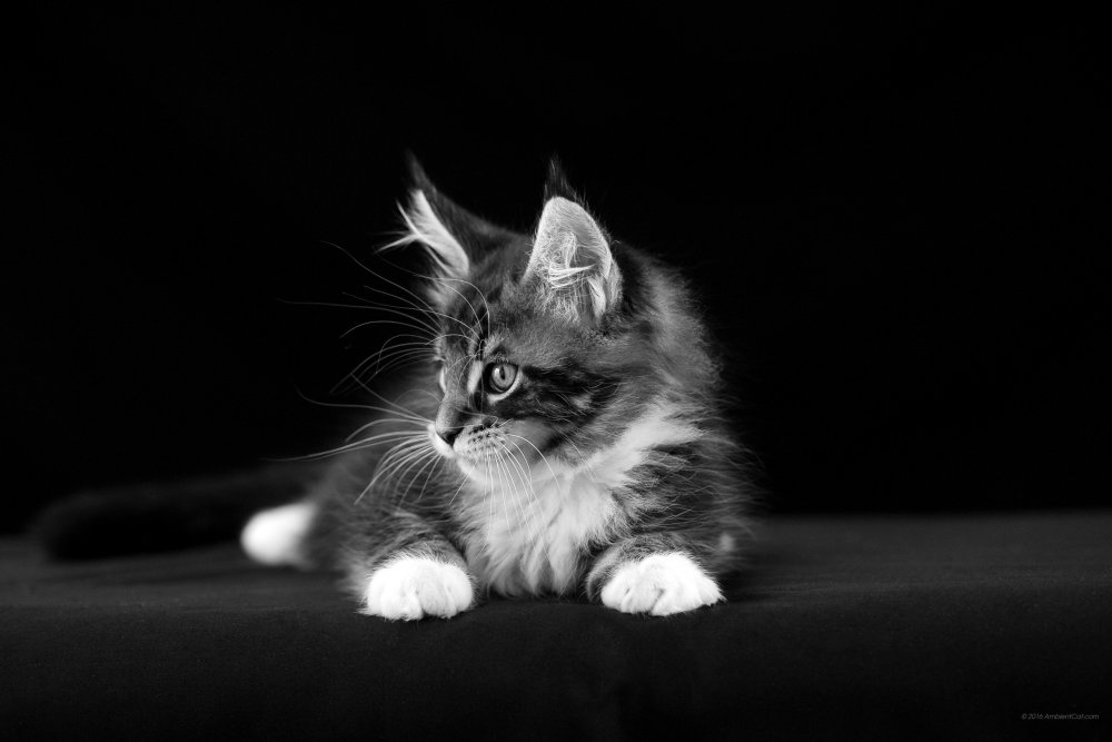 Котик на темном фоне