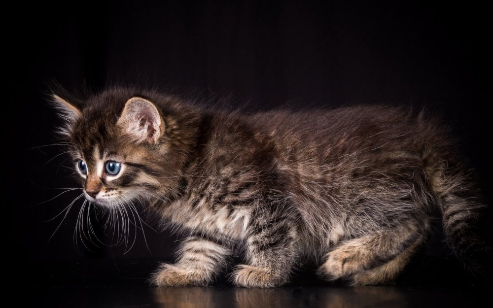 Полосатый котенок