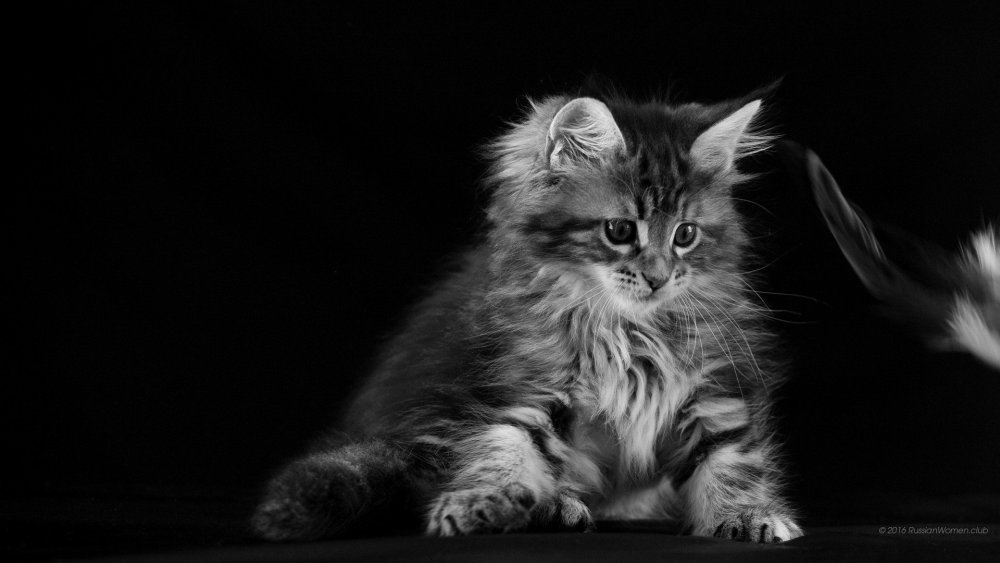 Котенок на черном фоне