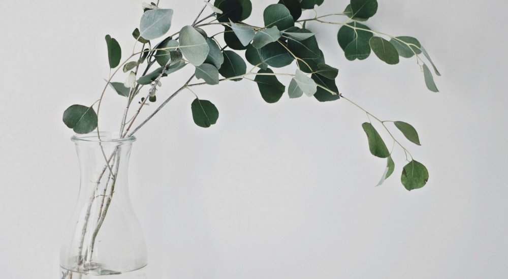 Эвкалипт Эстетика