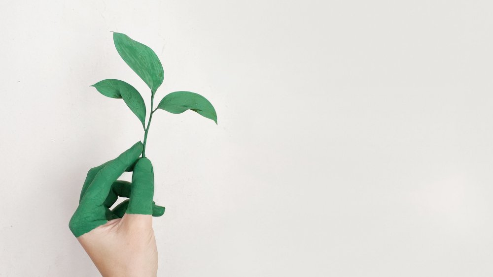 Зелень Минимализм