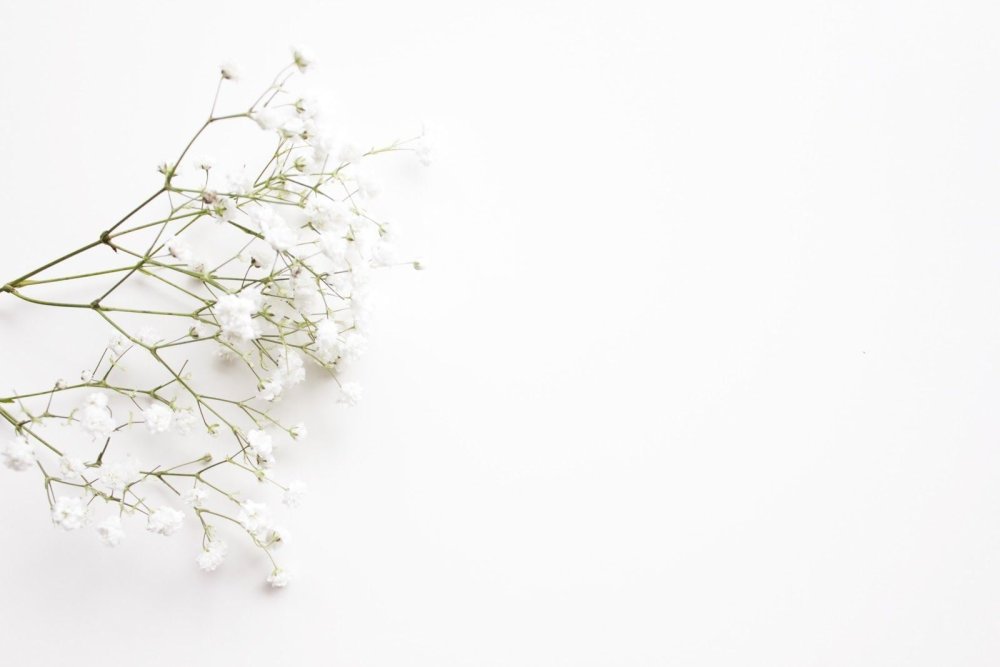 Цветы Минимализм