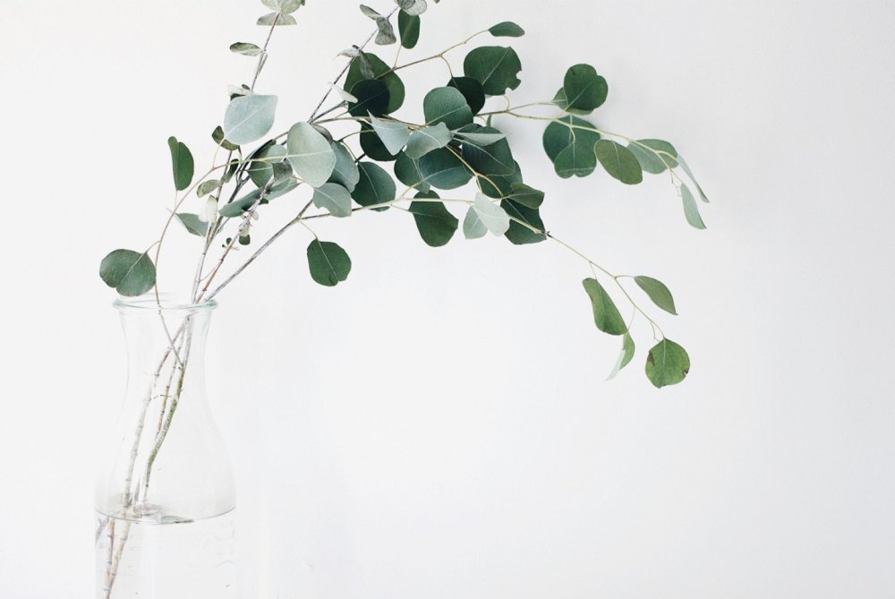 Эвкалипт Эстетика