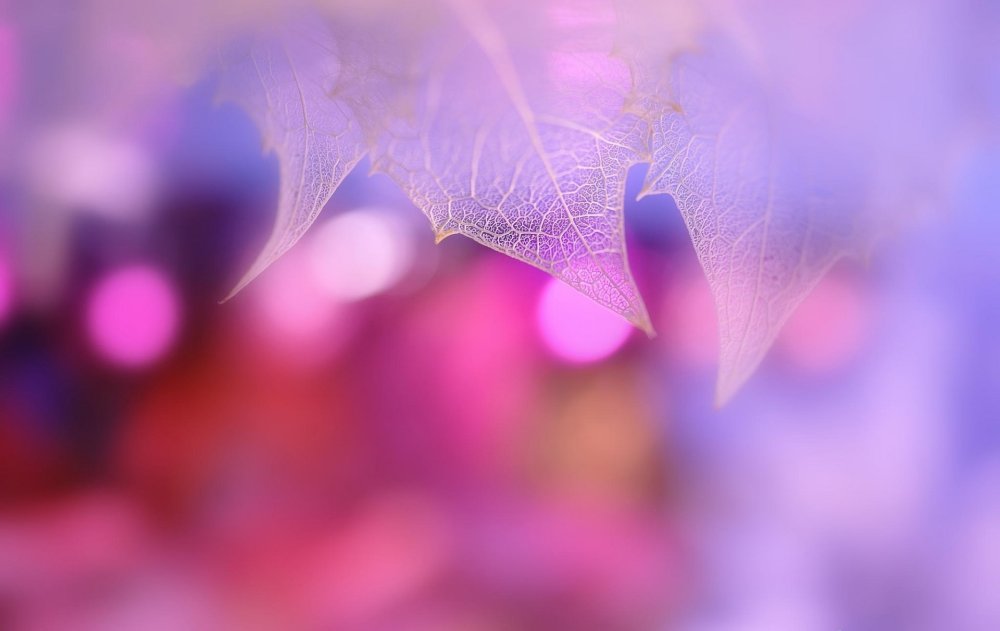 Фиолетовые листья