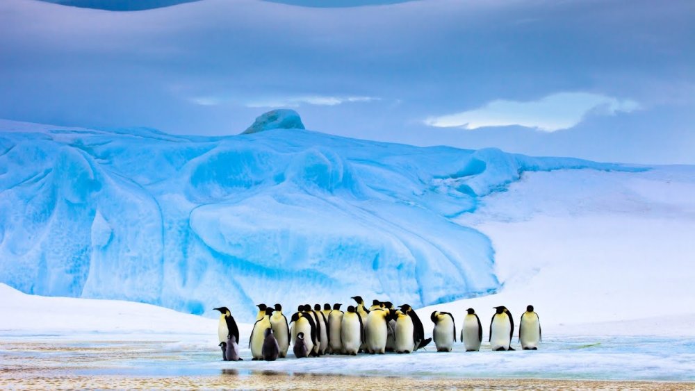 Арктика Антарктика Антарктида