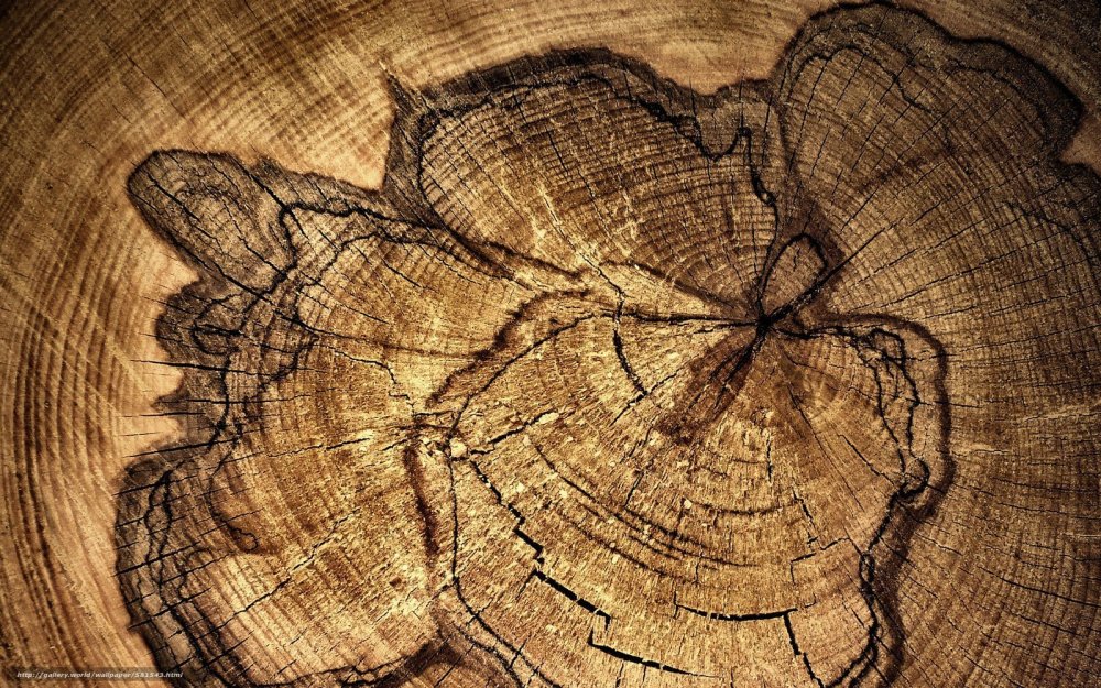 Срез дерева текстура