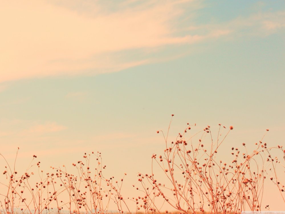 Цветы Минимализм рисунки