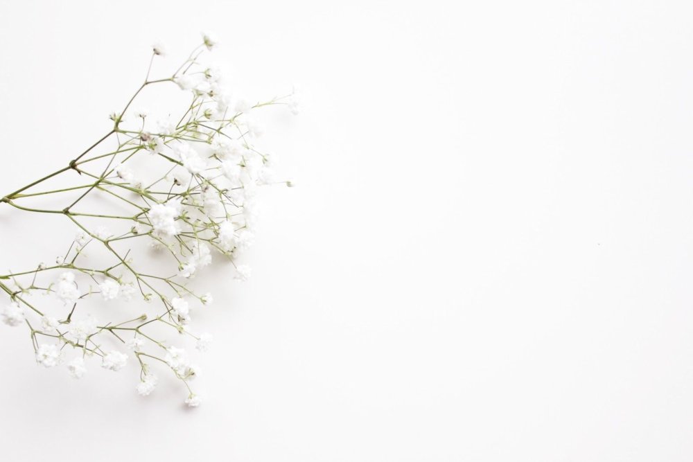 Цветы на белом фоне Минимализм