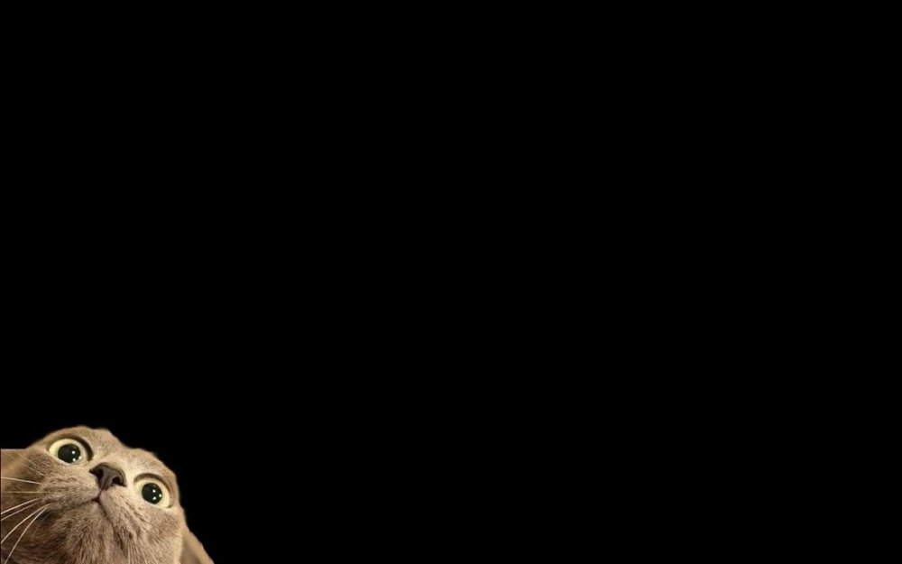 Смешной кот на темном фоне