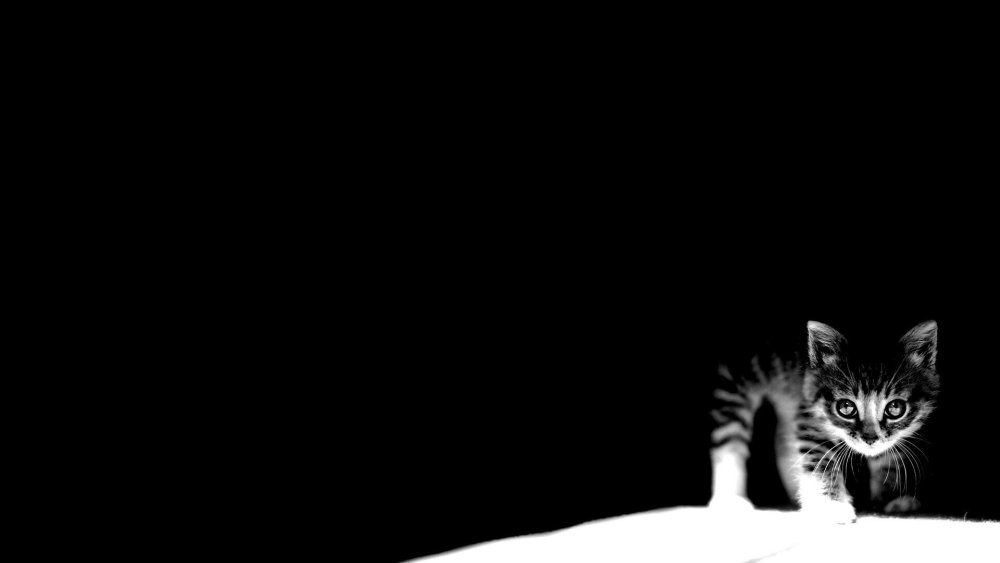 Кот на черном фоне