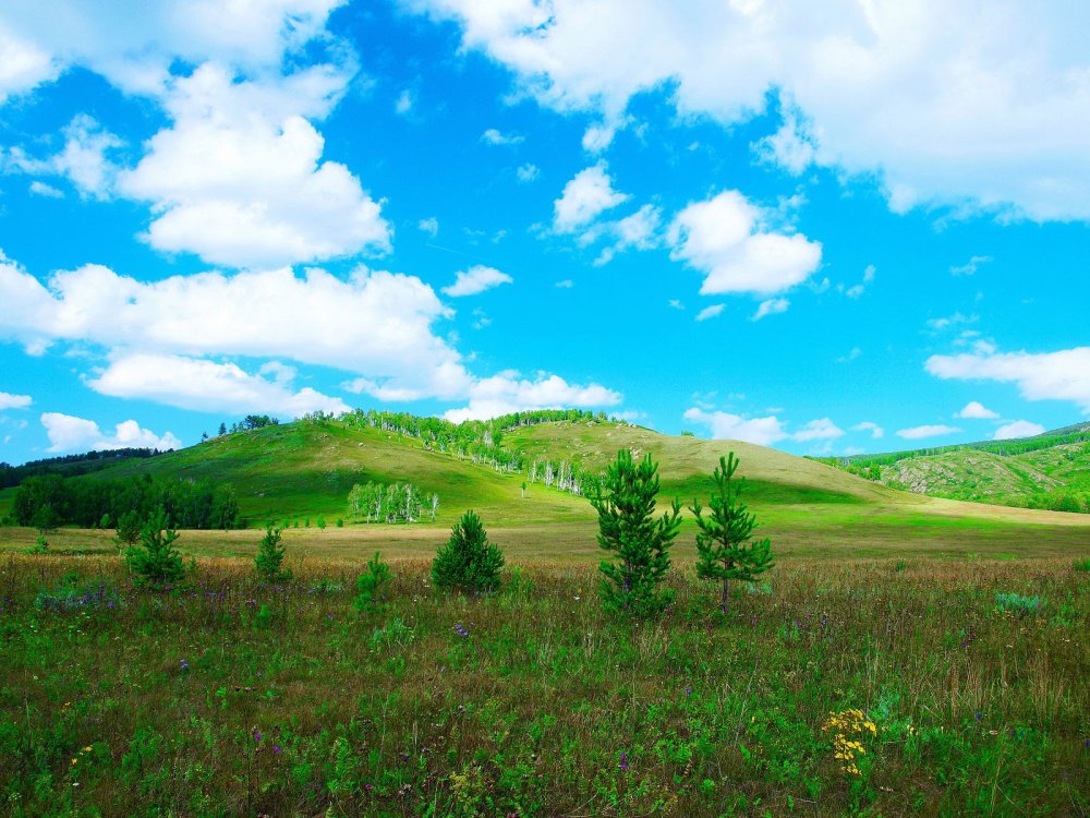 Природа Башкирии вектор