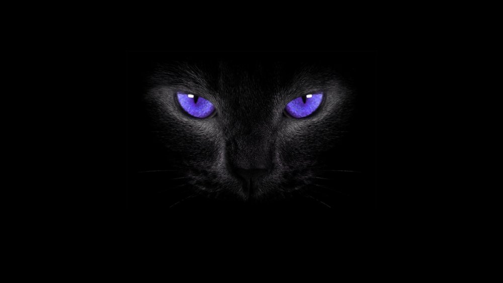 Чёрный кот в темноте с жёлтыми глазами