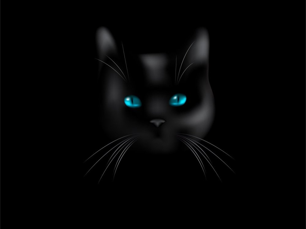Чёрный кот