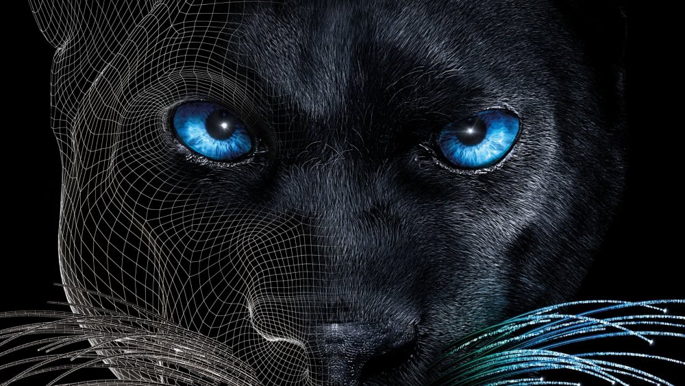 Черная пантера с голубыми глазами