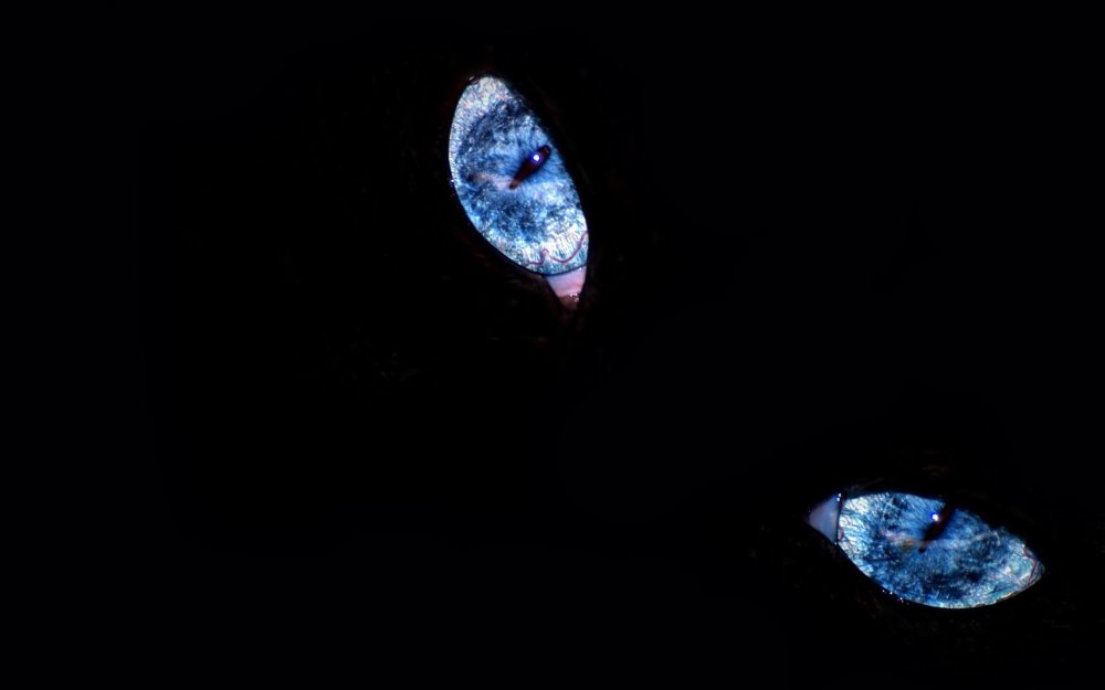 ТАЙМСКВЕР Альфа дог