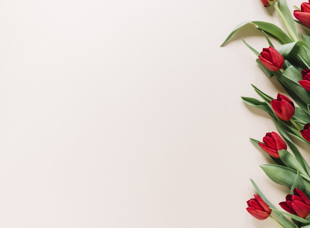 Красные тюльпаны фон