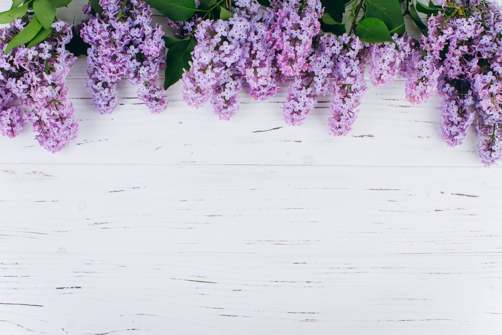 Фотофон цветы сиреневые