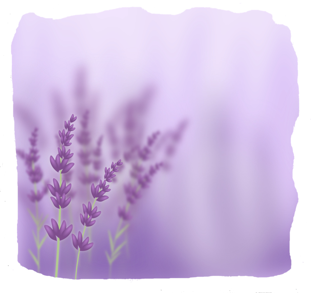 Лаванда цветок